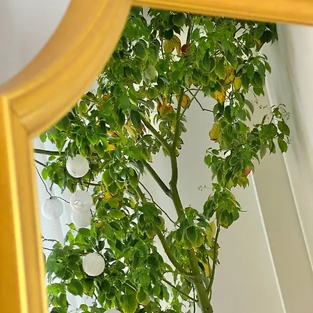 #lemon Tree By Halu!